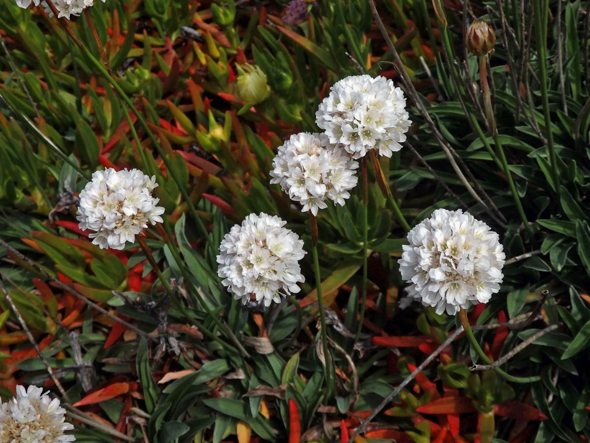 Trávnička (Armeria pseudarmeria (Murray) Mansf.)