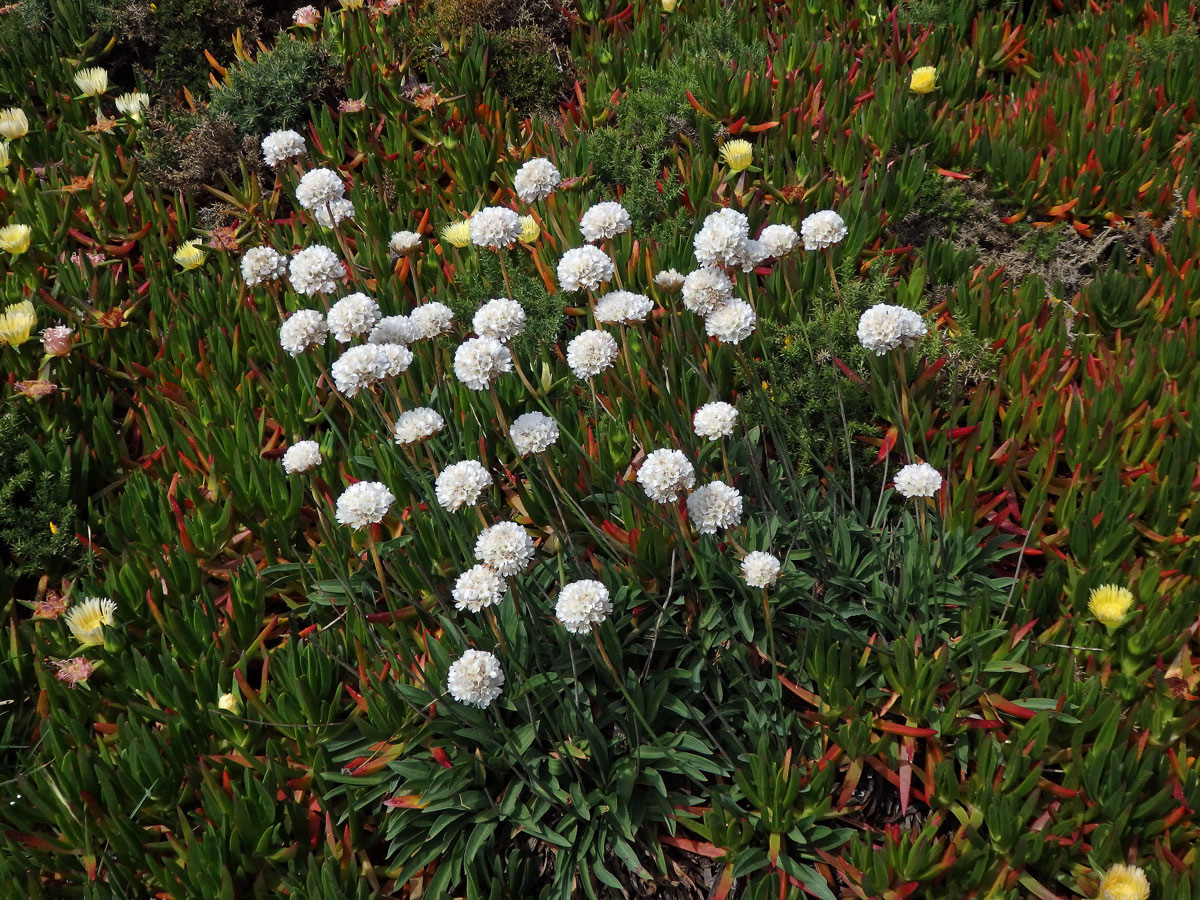 Trávnička (Armeria pseudarmeria (Murray) Mansf.)