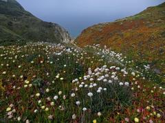 Trávnička (Armeria pseudarmeria (Murray) Mansf.)