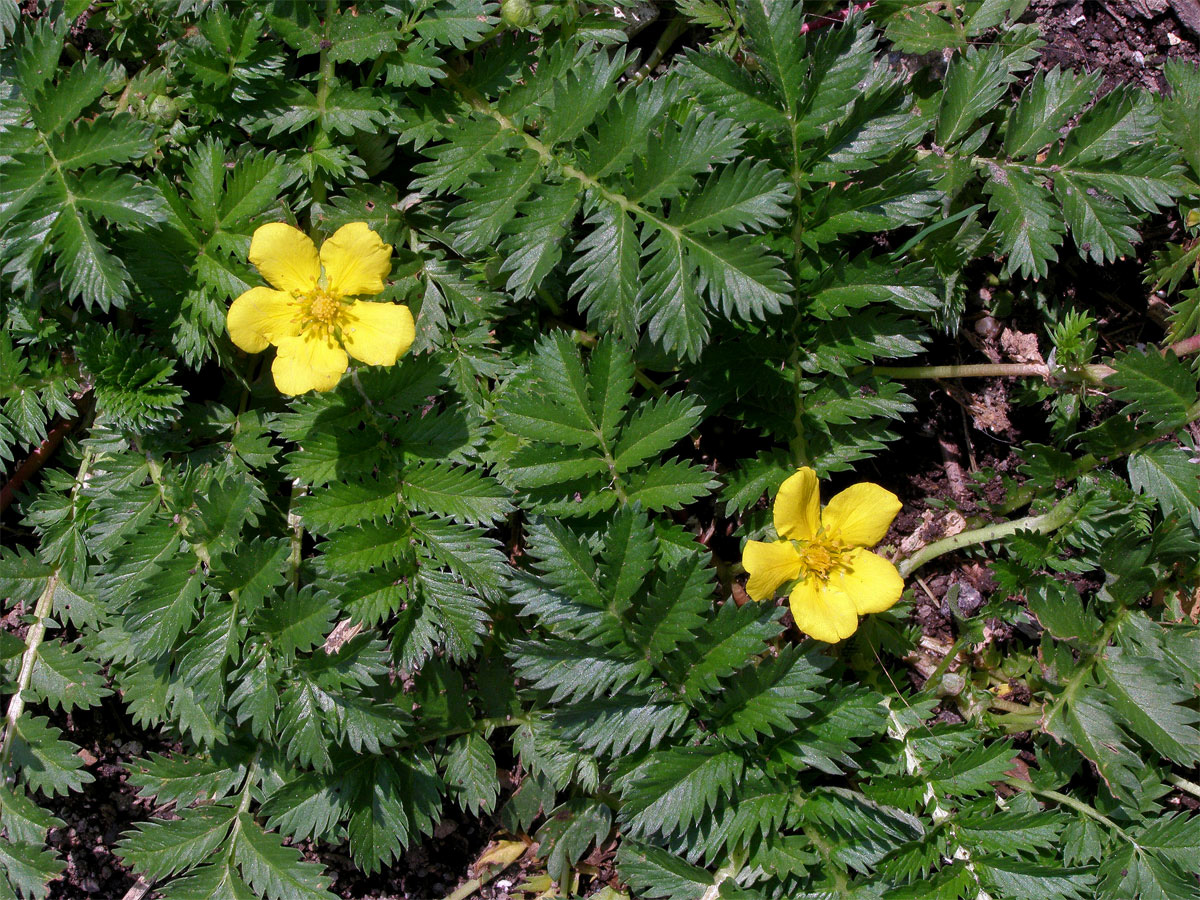 Mochna husí (Potentilla anserina L.)