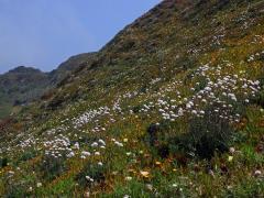 Trávnička (Armeria pseudarmeria (Murray) Mansf.)