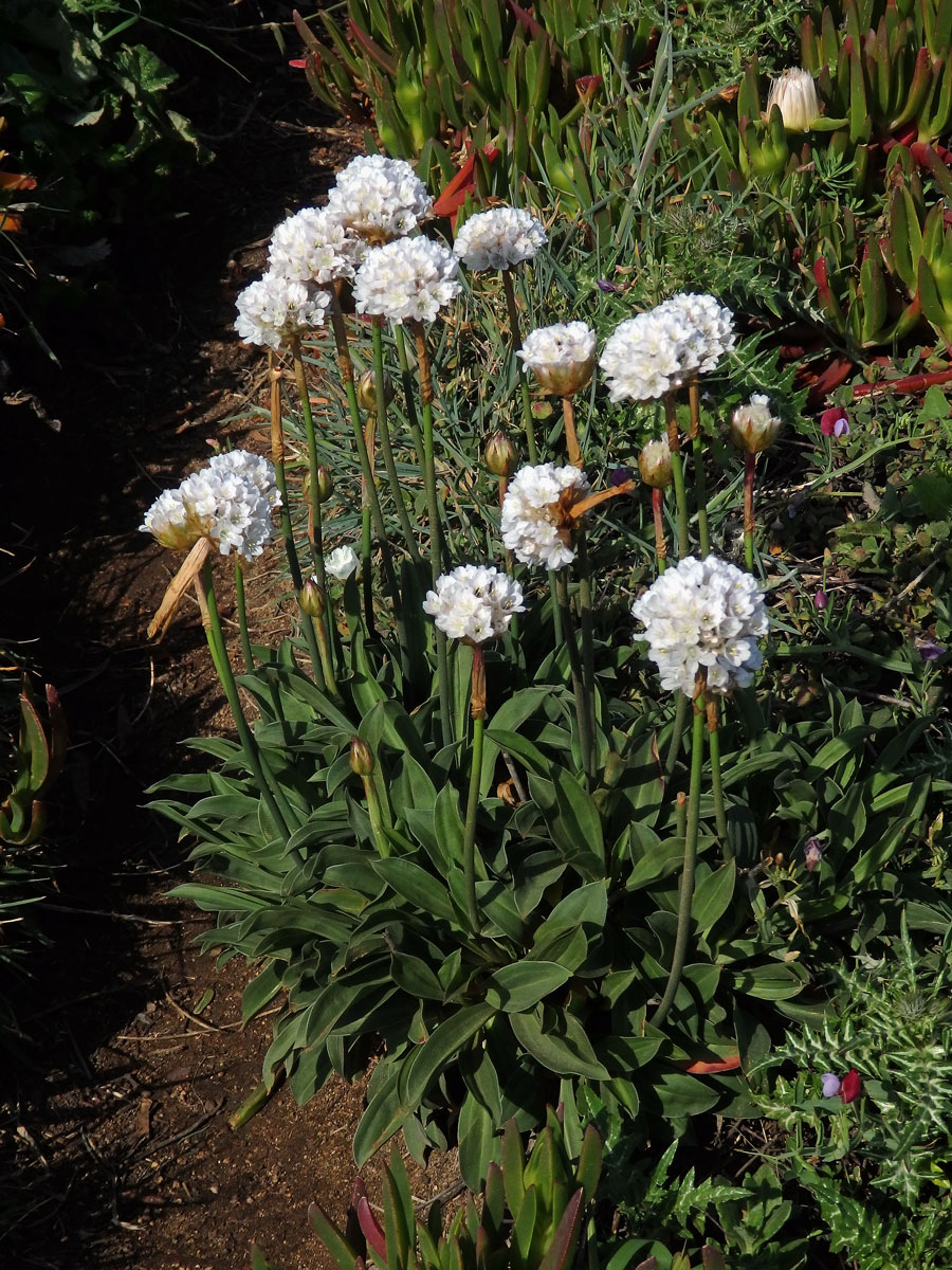 Trávnička (Armeria pseudarmeria (Murray) Mansf.)