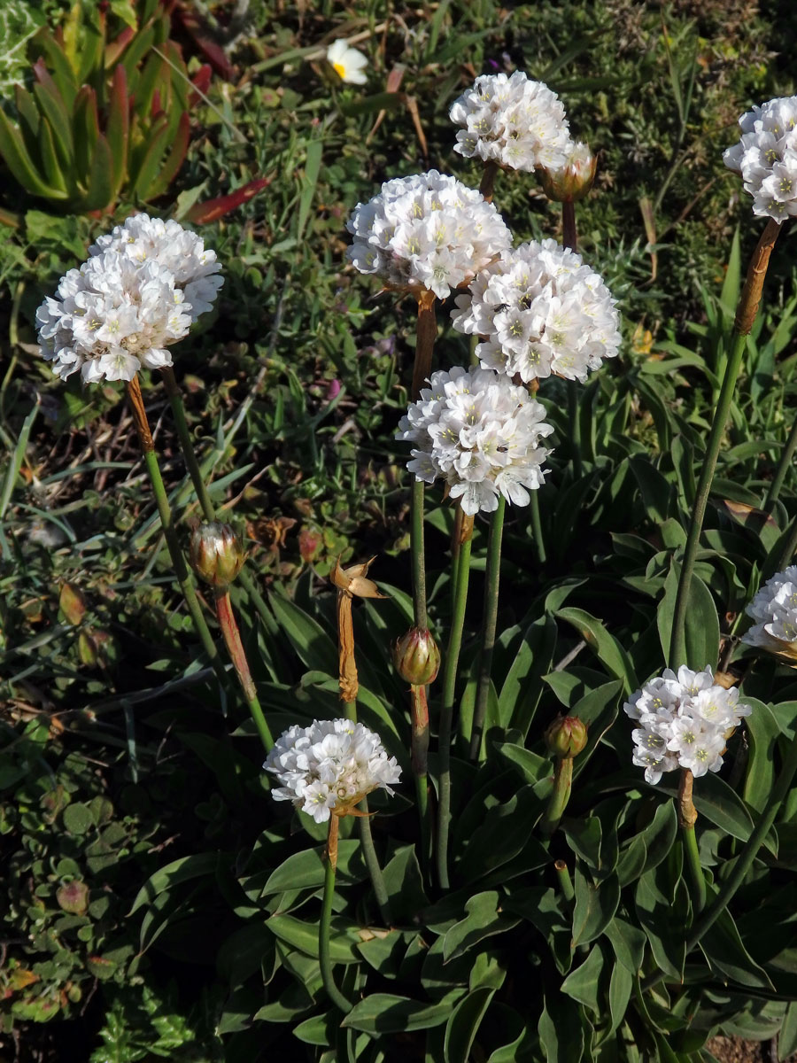 Trávnička (Armeria pseudarmeria (Murray) Mansf.)