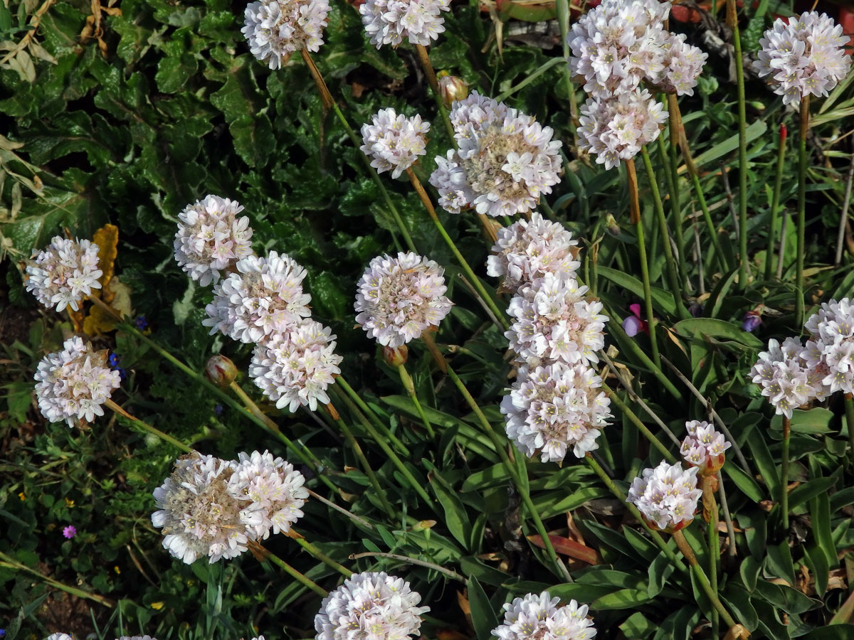 Trávnička (Armeria pseudarmeria (Murray) Mansf.)