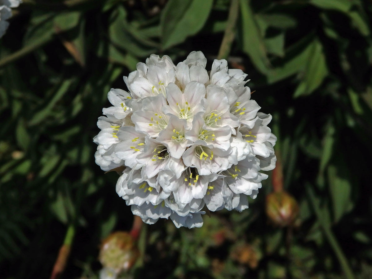 Trávnička (Armeria pseudarmeria (Murray) Mansf.)