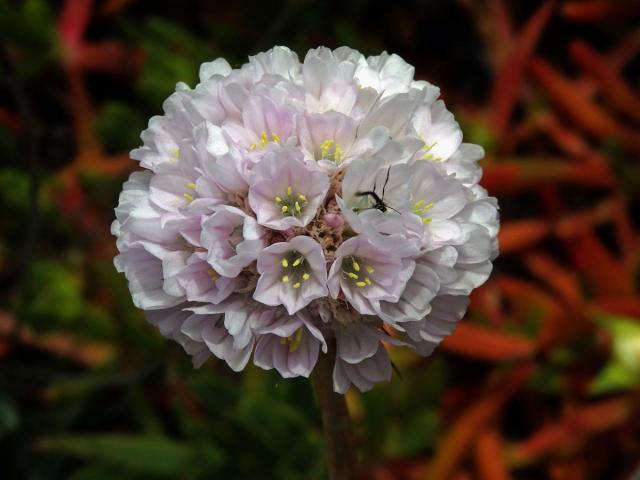 Trávnička (Armeria pseudarmeria (Murray) Mansf.)