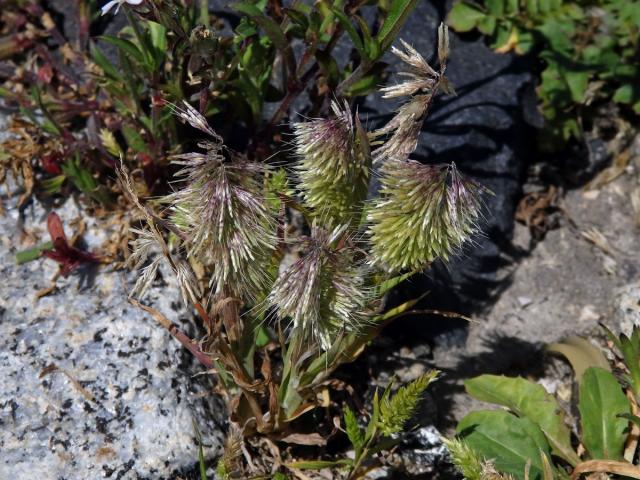 Zlatochvost zlatý (Lamarckia aurea (L.) Moench)