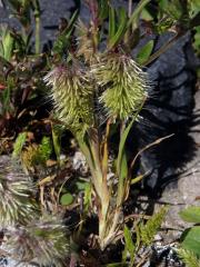 Zlatochvost zlatý (Lamarckia aurea (L.) Moench)