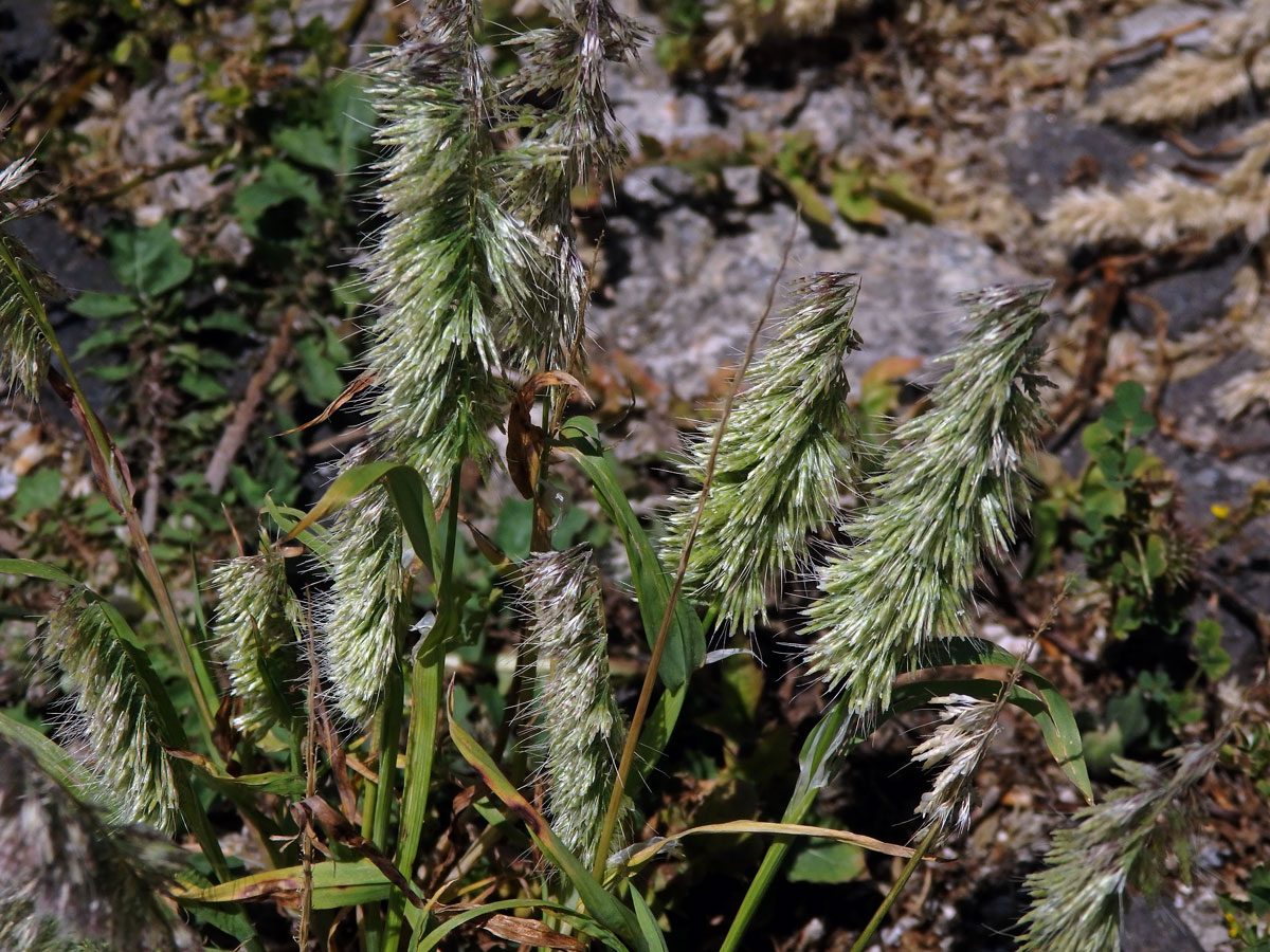 Zlatochvost zlatý (Lamarckia aurea (L.) Moench)