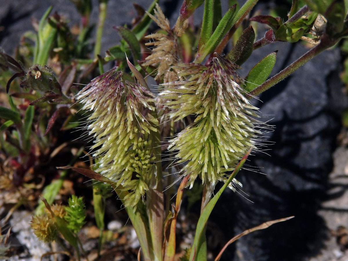 Zlatochvost zlatý (Lamarckia aurea (L.) Moench)