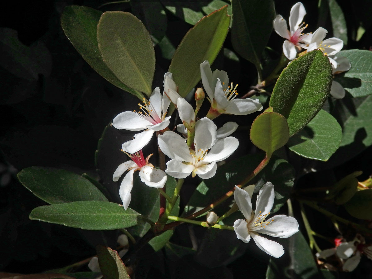 Jehlicovka okoličnatá (Rhaphiolepis umbellata (Thunb.) Makino)