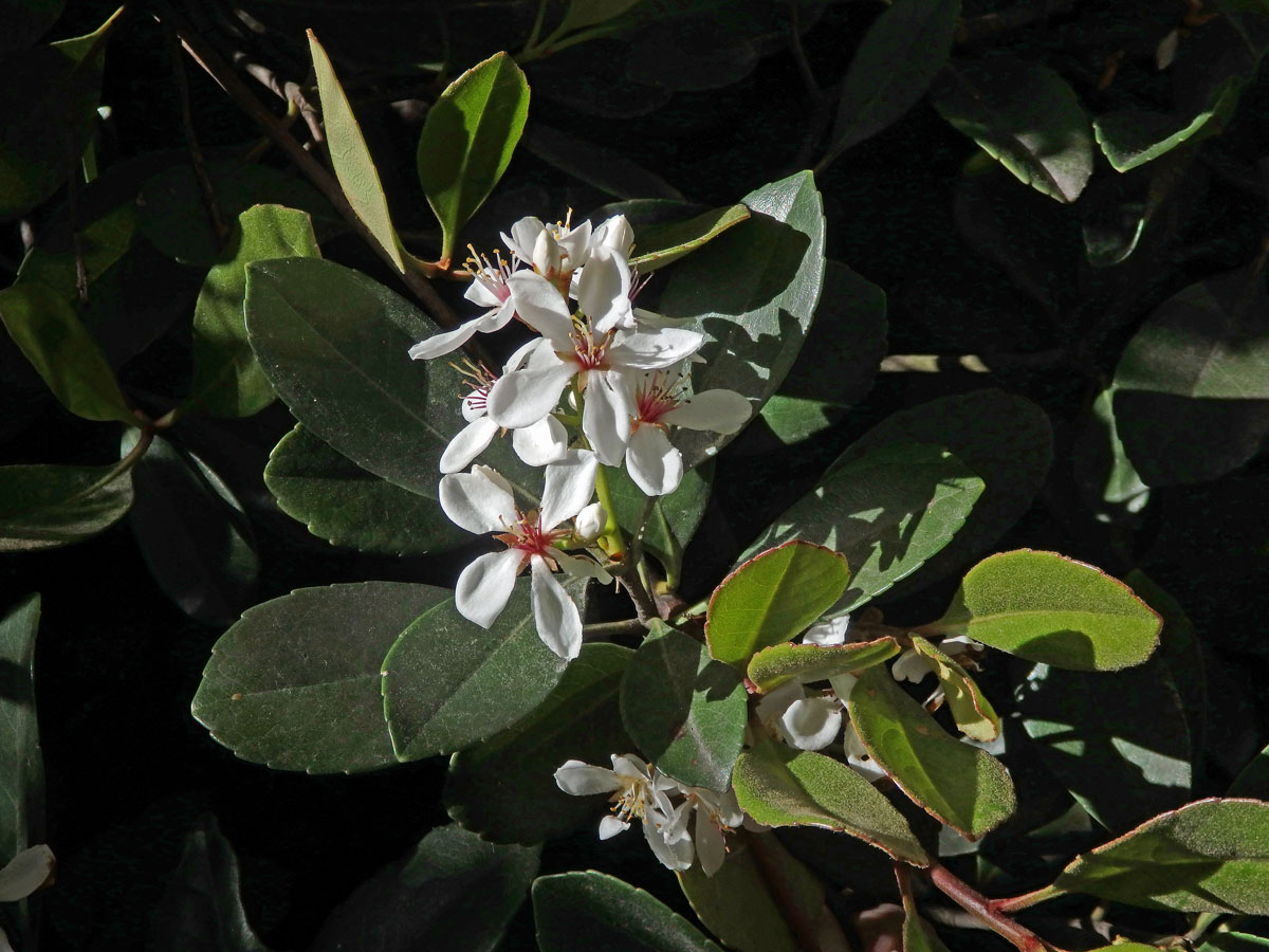 Jehlicovka okoličnatá (Rhaphiolepis umbellata (Thunb.) Makino)