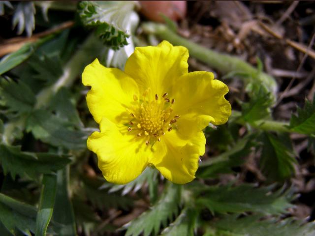 Mochna husí (Potentilla anserina L.)