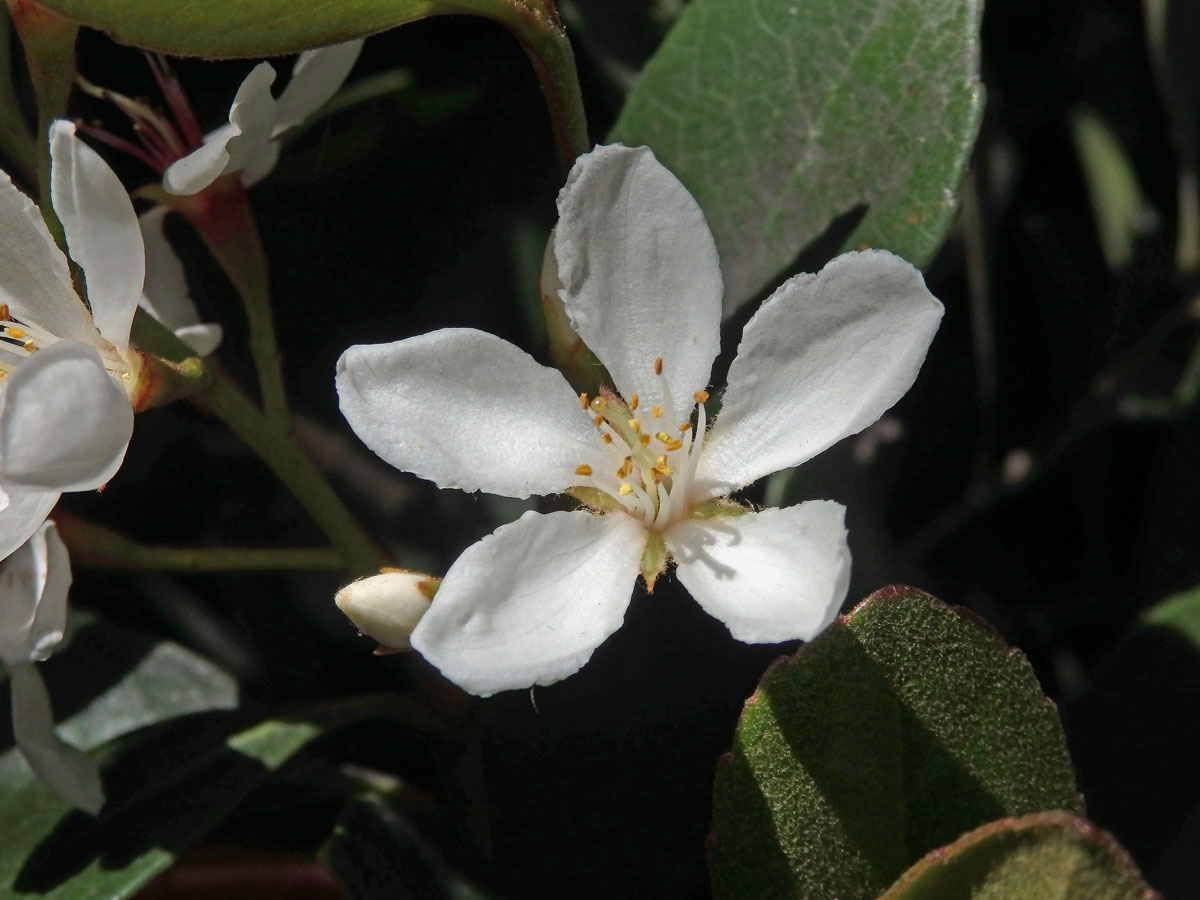 Jehlicovka okoličnatá (Rhaphiolepis umbellata (Thunb.) Makino)