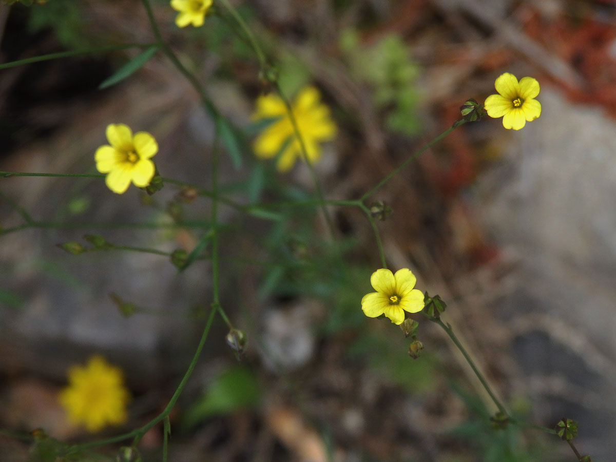 Len trojblizný (Linum trigynum L.)