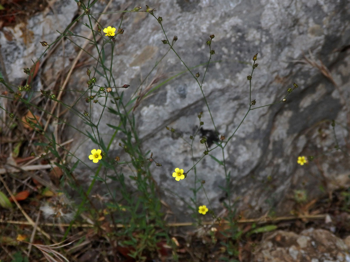 Len trojblizný (Linum trigynum L.)