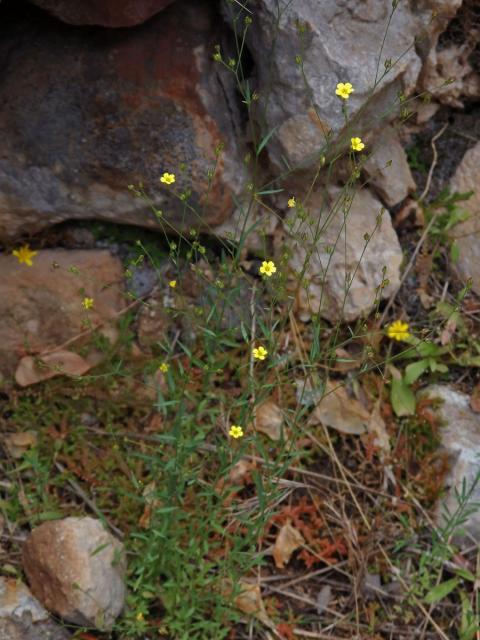 Len trojblizný (Linum trigynum L.)