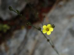 Len trojblizný (Linum trigynum L.)