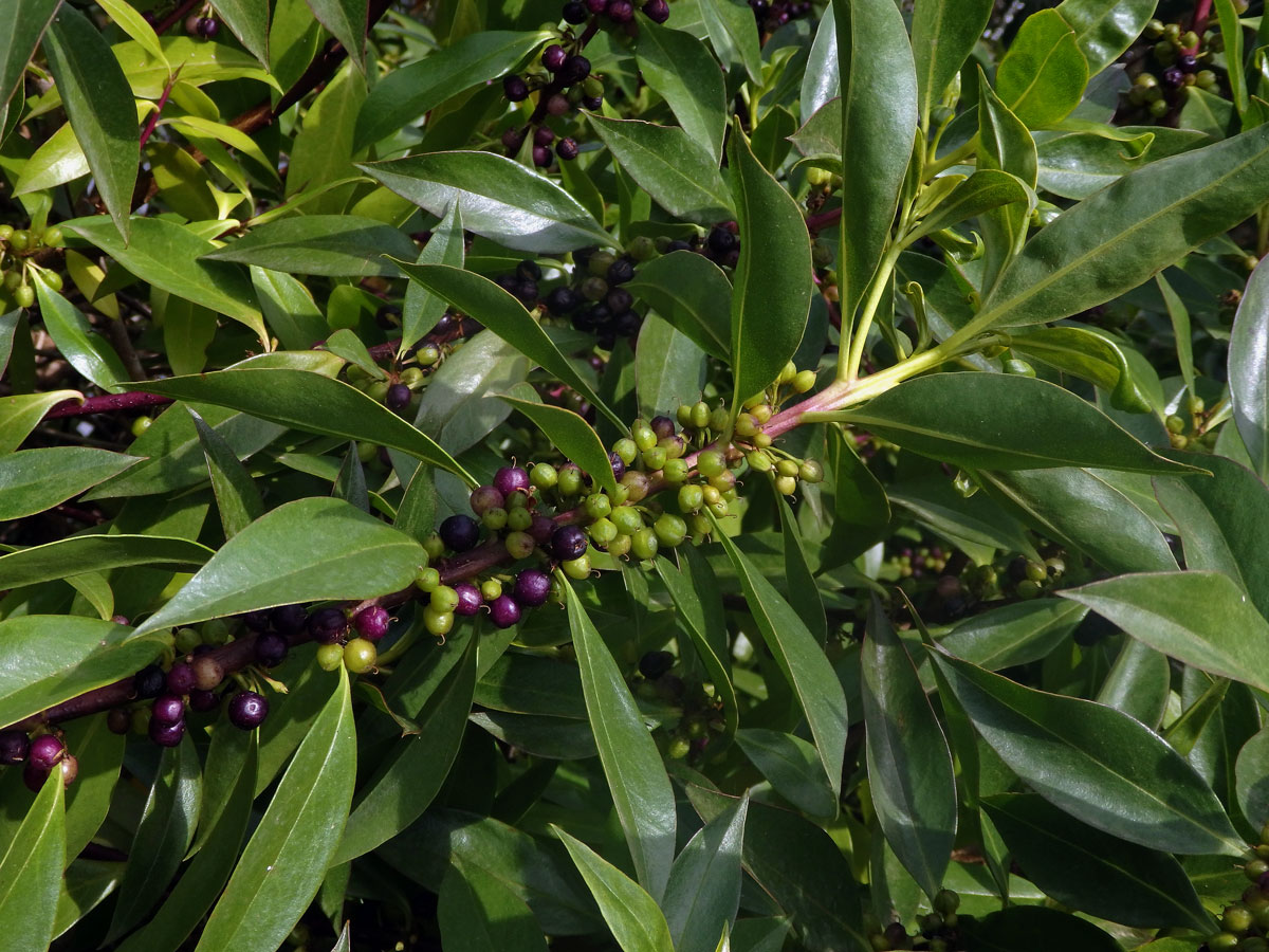 Myoporum laetum G. Forst