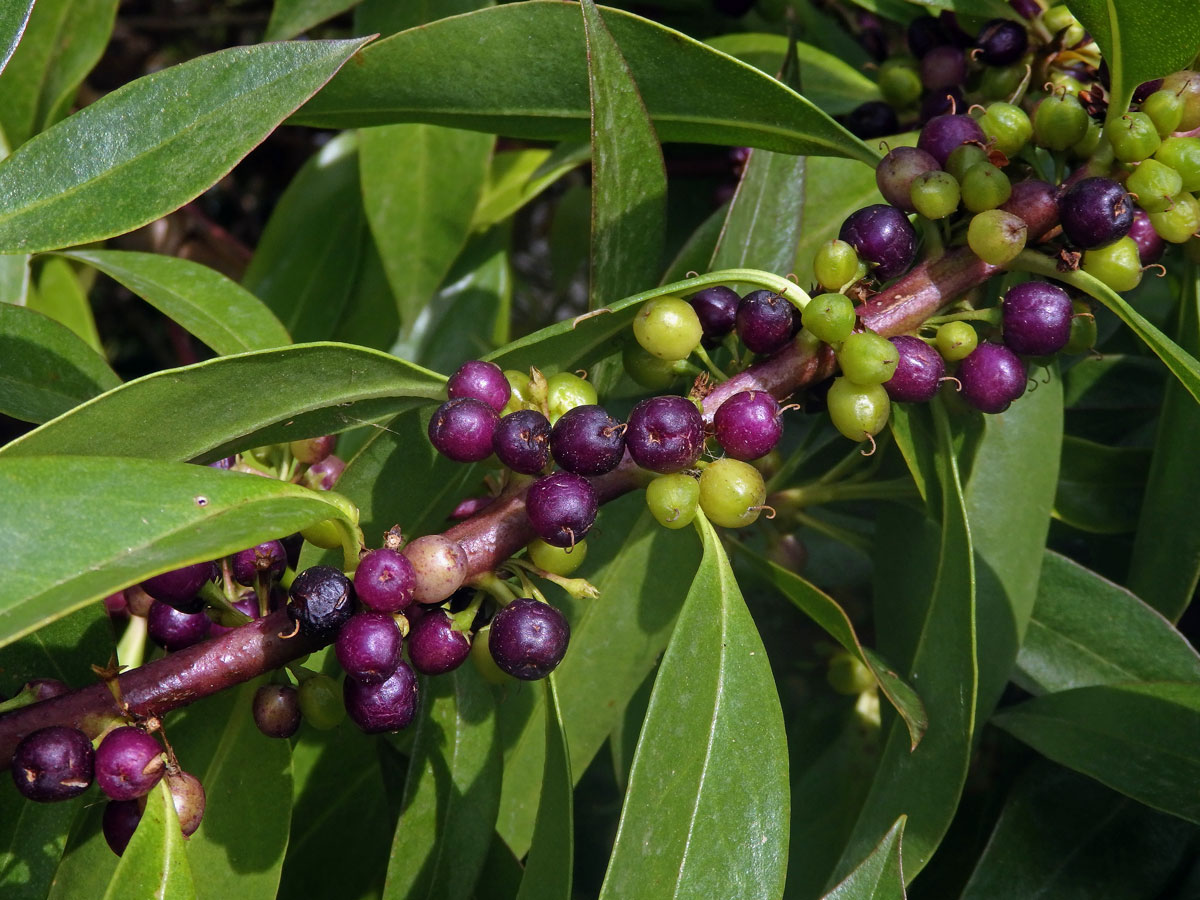 Myoporum laetum G. Forst