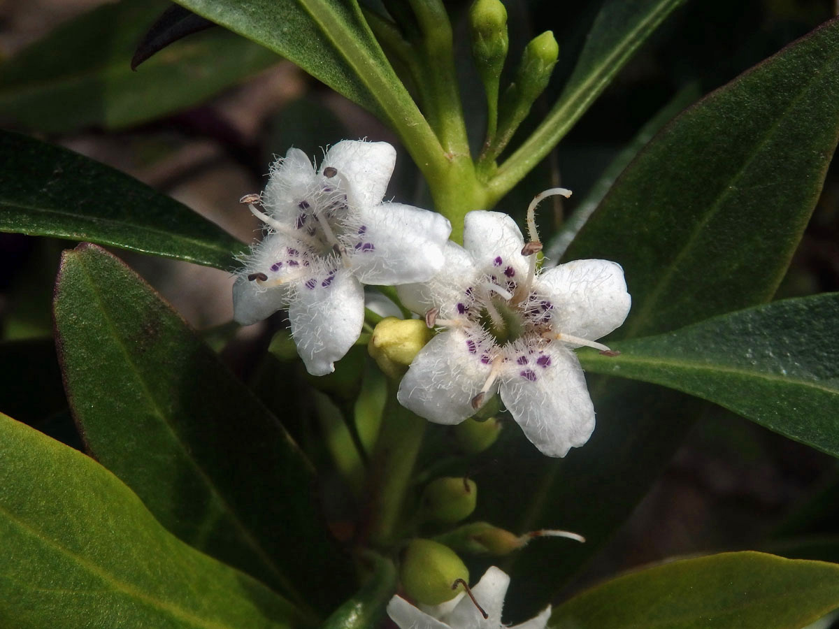 Myoporum laetum G. Forst