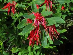 Kalokeř (Embothrium coccineum J. R. Forster & G. Forster)   