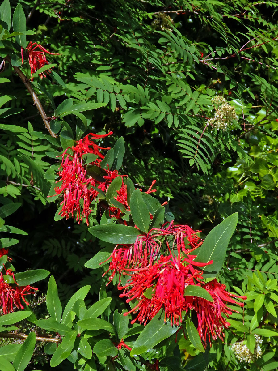 Kalokeř (Embothrium coccineum J. R. Forster & G. Forster)