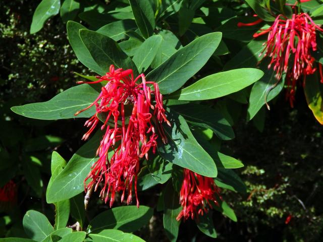 Kalokeř (Embothrium coccineum J. R. Forster & G. Forster)