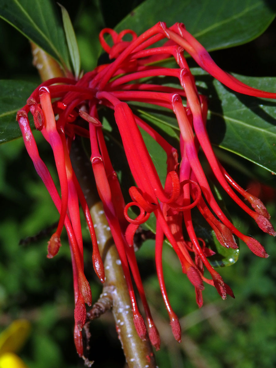 Kalokeř (Embothrium coccineum J. R. Forster & G. Forster)