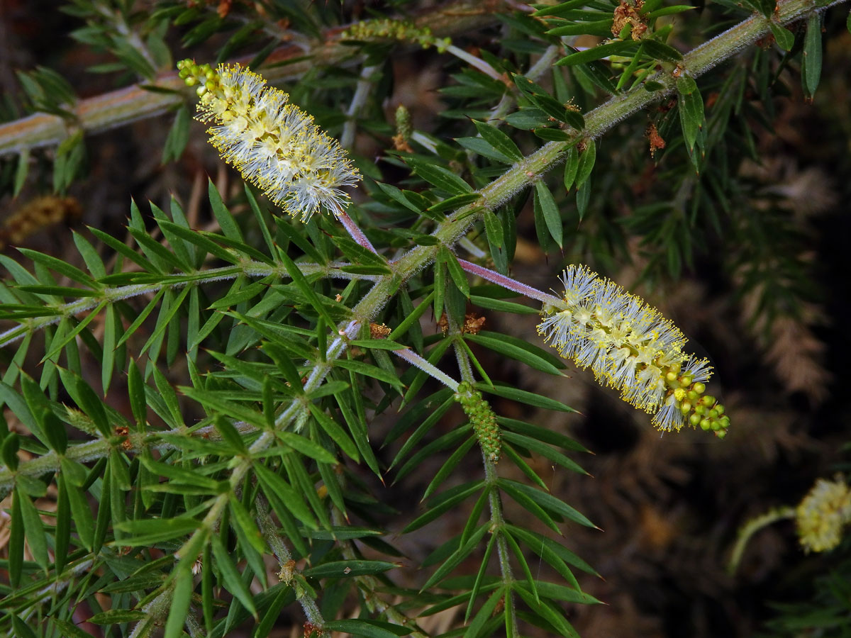 Akácie (Acacia verticillata (L'Hér.) Willd.)