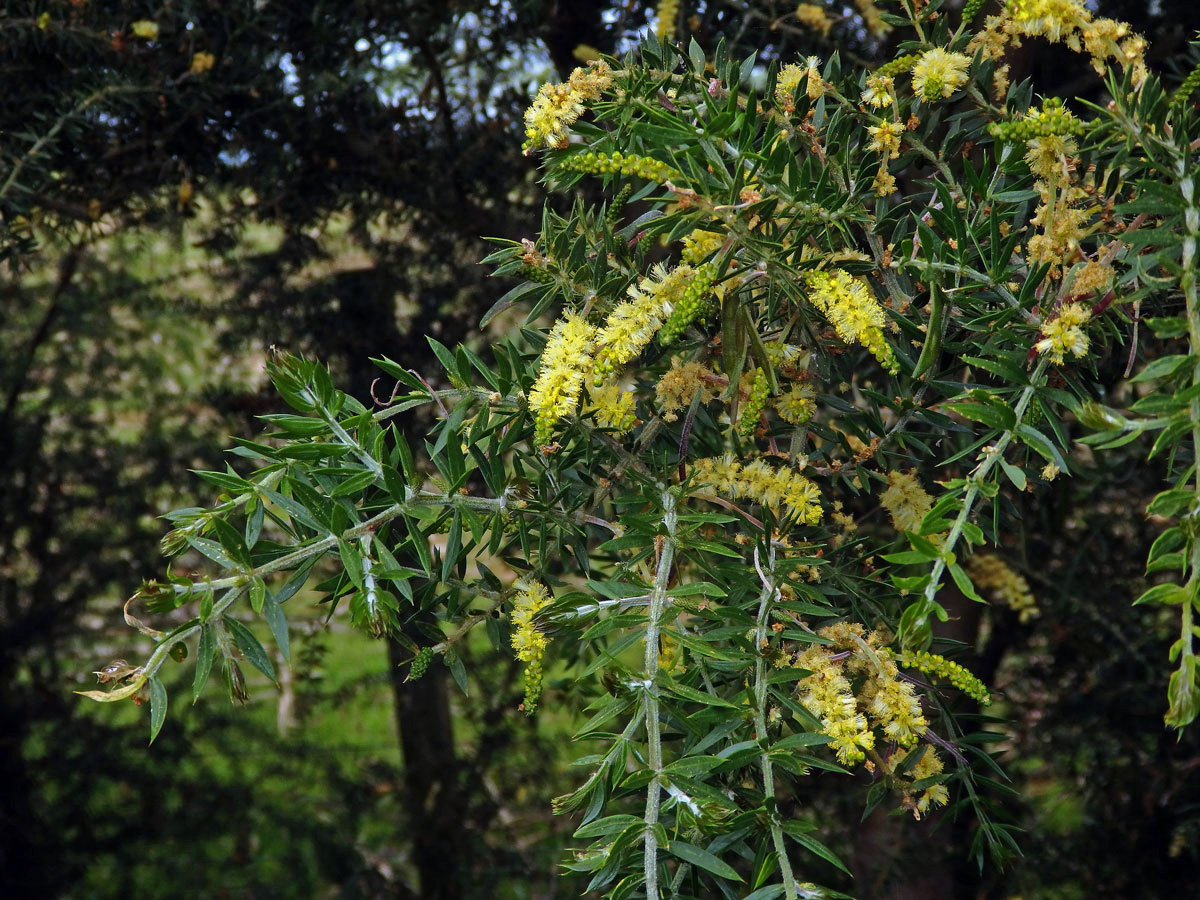 Akácie (Acacia verticillata (L'Hér.) Willd.)