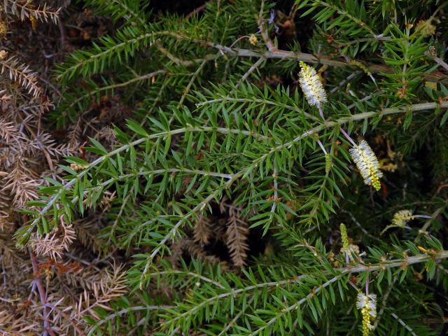 Akácie (Acacia verticillata (L'Hér.) Willd.)