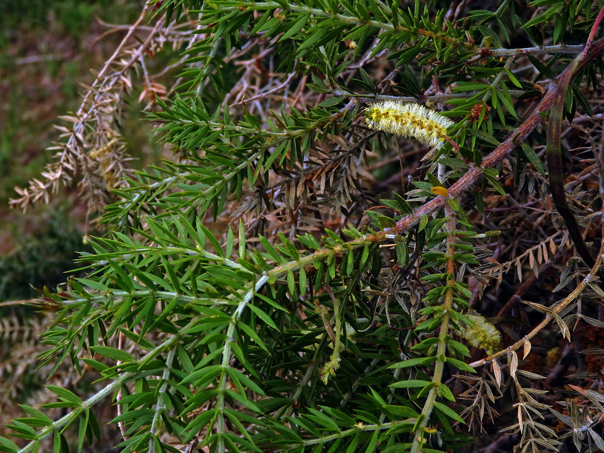 Akácie (Acacia verticillata (L'Hér.) Willd.)