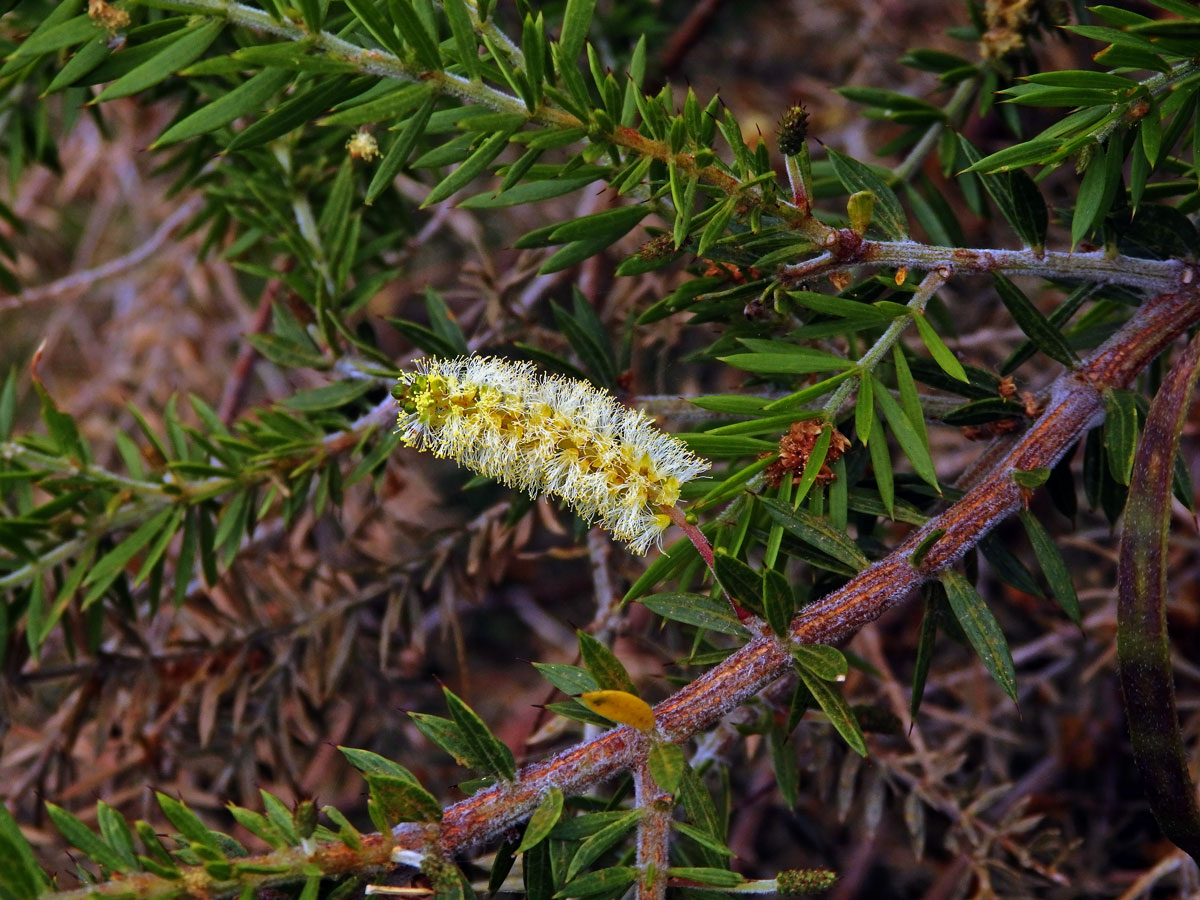 Akácie (Acacia verticillata (L'Hér.) Willd.)