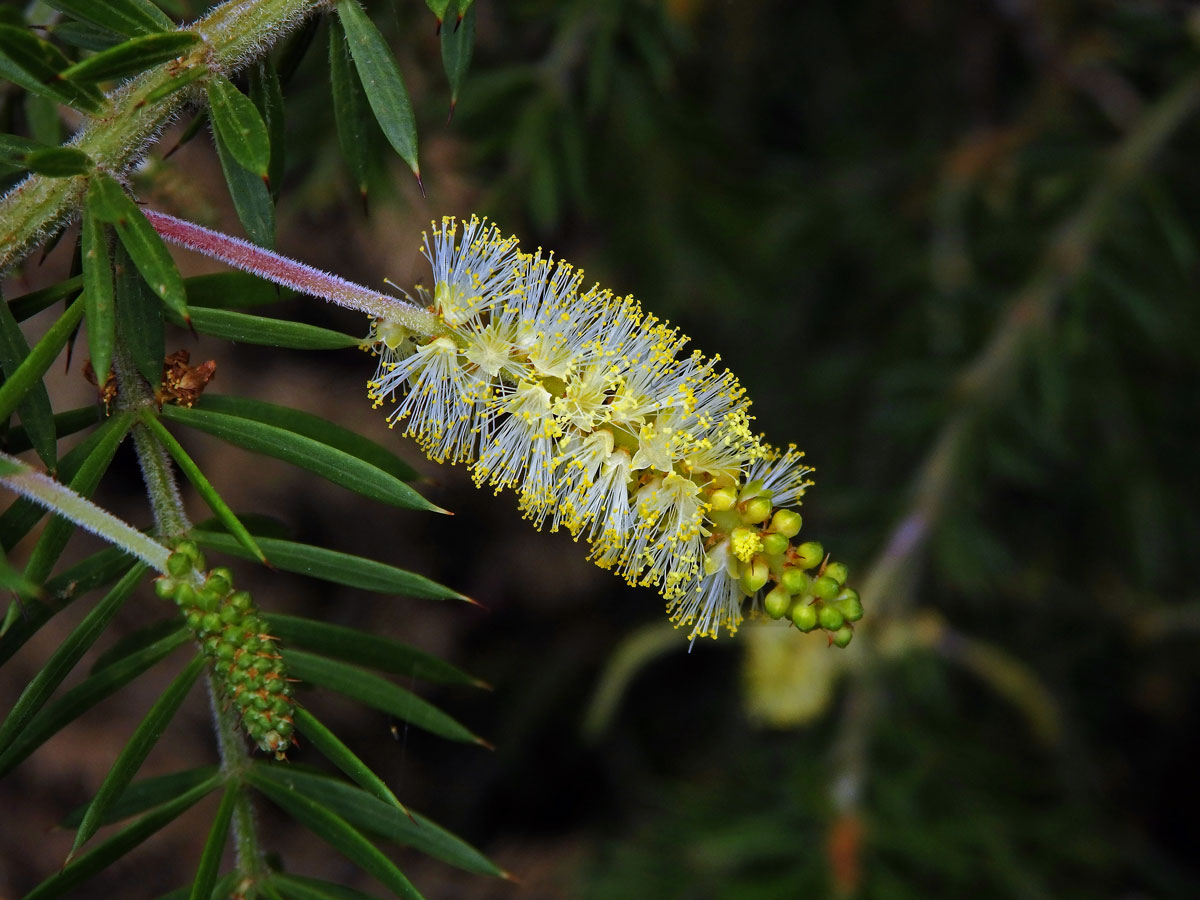 Akácie (Acacia verticillata (L'Hér.) Willd.)