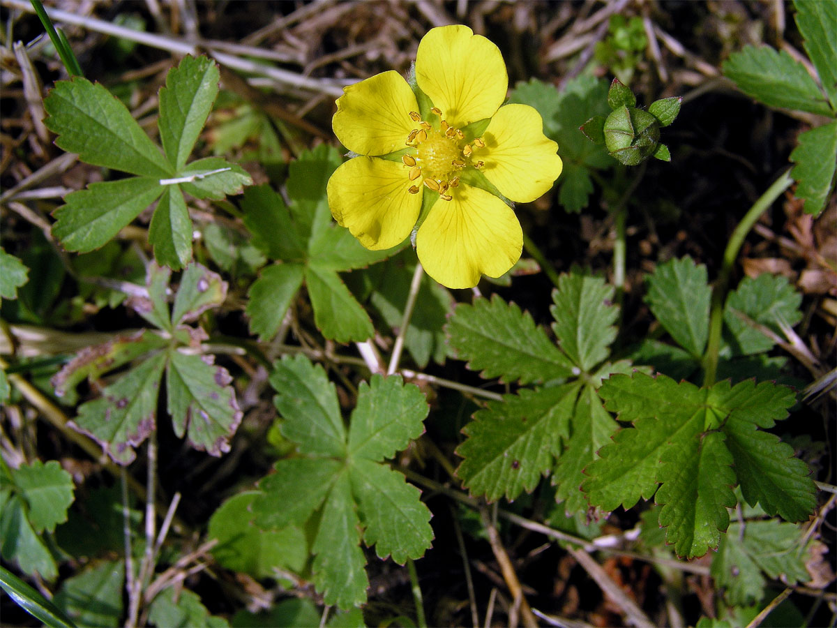 Mochna plazivá (Potentilla reptans L.)