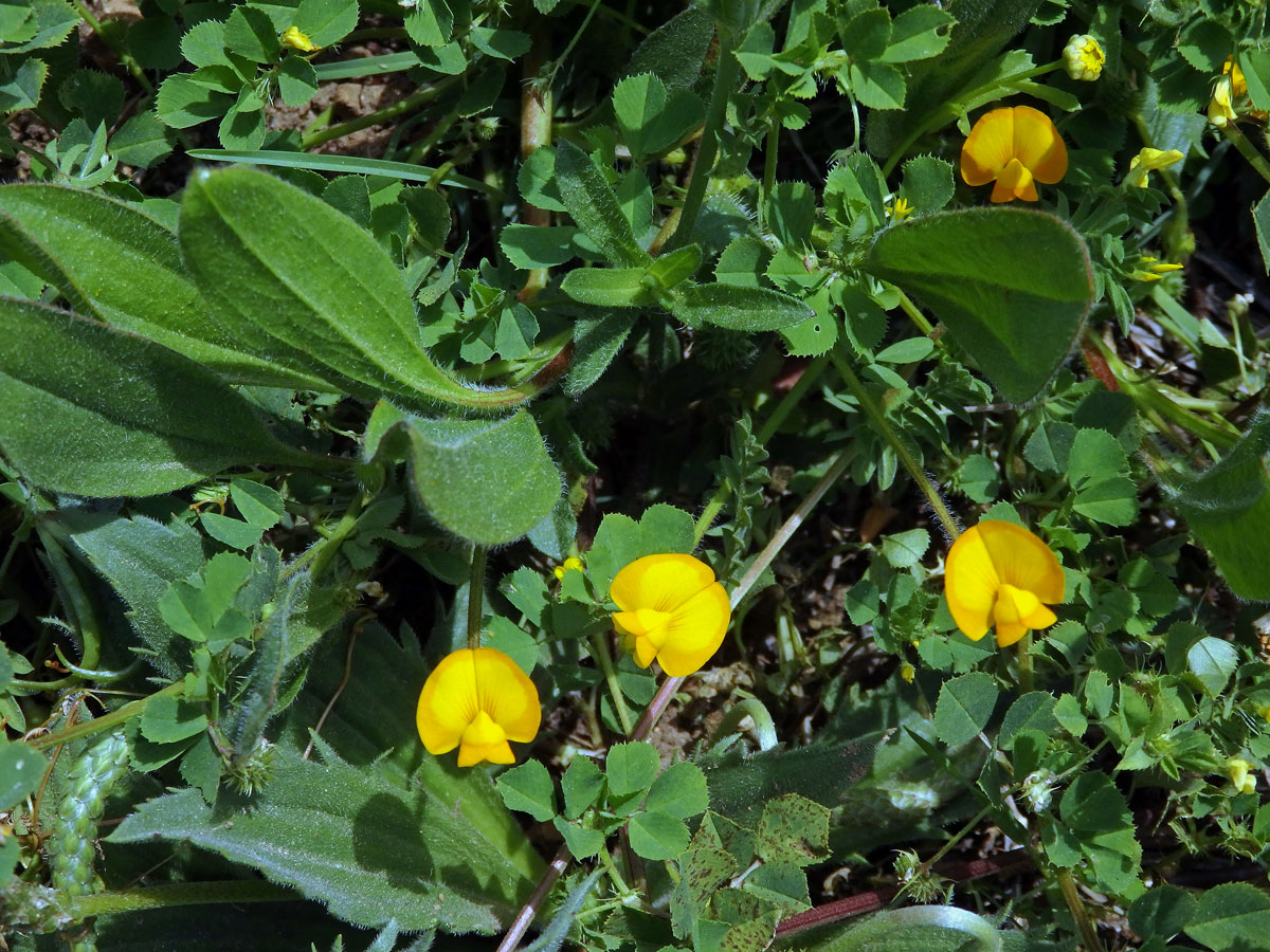 Štírovka (Scorpiurus vermiculatus L.)