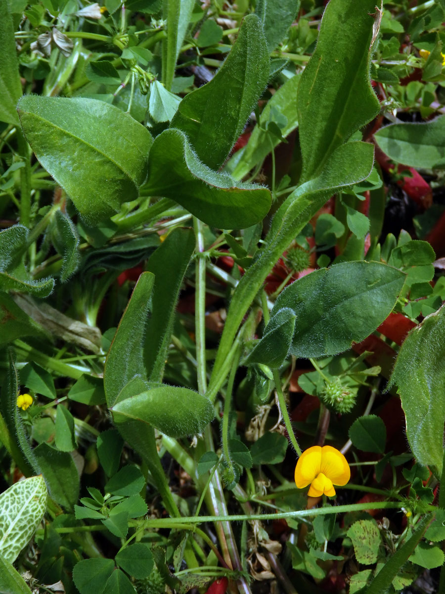 Štírovka (Scorpiurus vermiculatus L.)