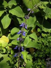 Plectranthus barbatus Andrews