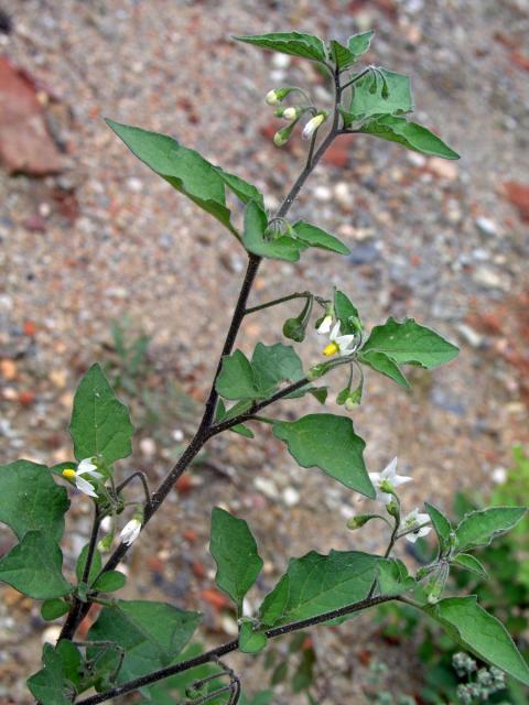 Lilek černý (Solanum nigrum L.)