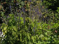 Plectranthus barbatus Andrews