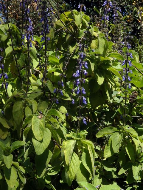 Plectranthus barbatus Andrews