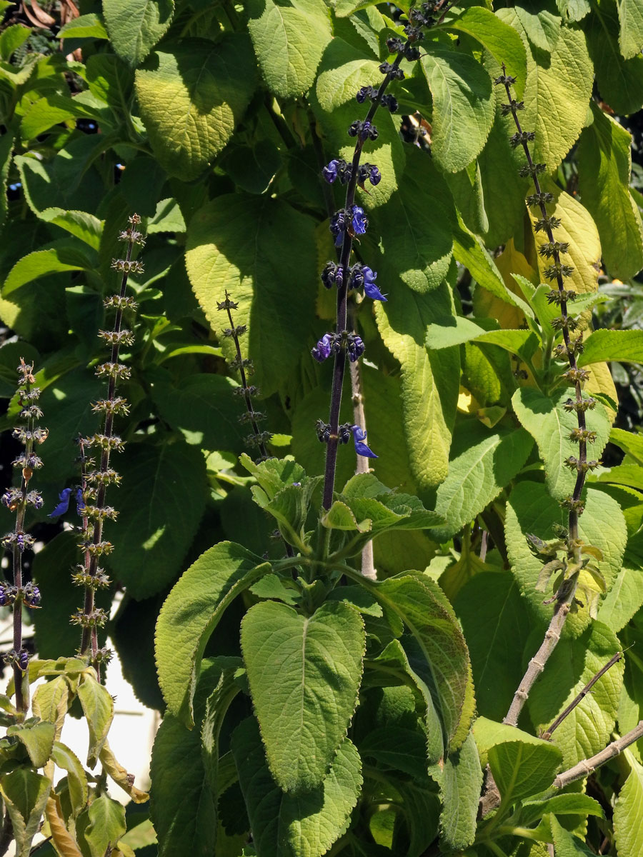 Plectranthus barbatus Andrews