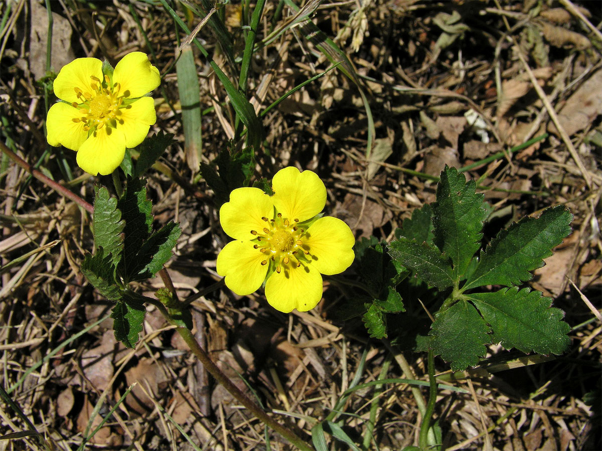 Mochna plazivá (Potentilla reptans L.)