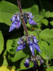 Plectranthus barbatus Andrews