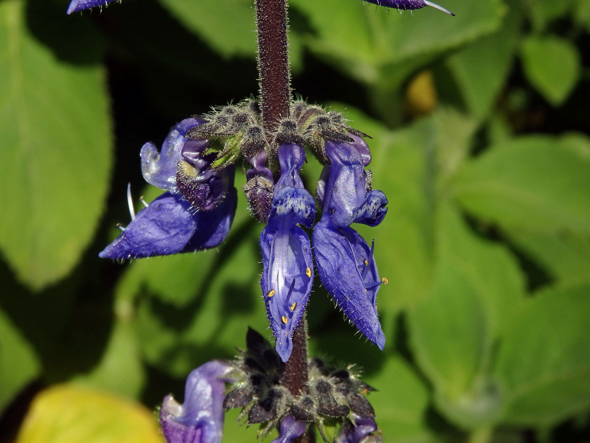 Plectranthus barbatus Andrews