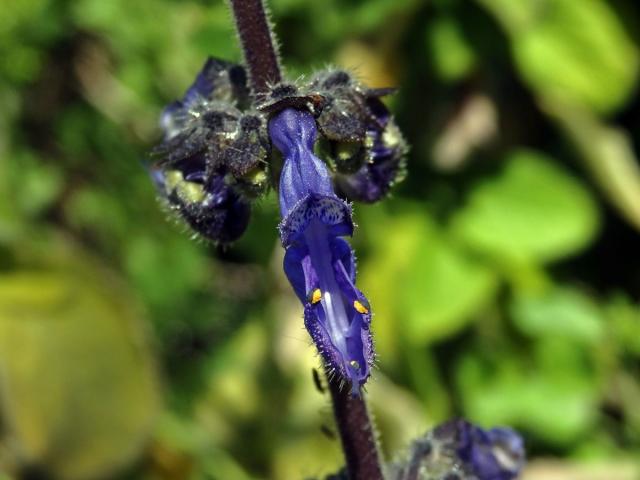 Plectranthus barbatus Andrews