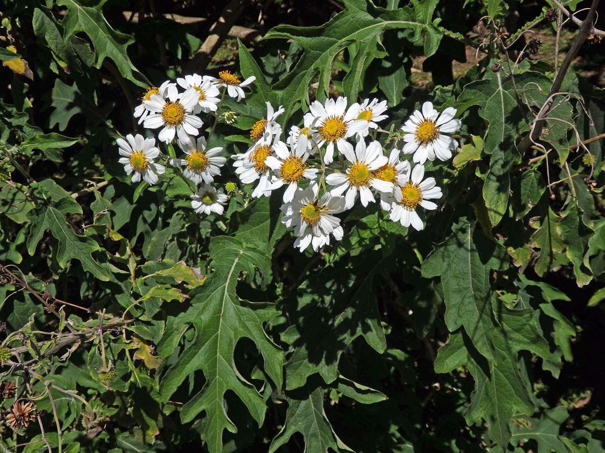 Montanoa bipinnatifida (Kunth) C. Koch