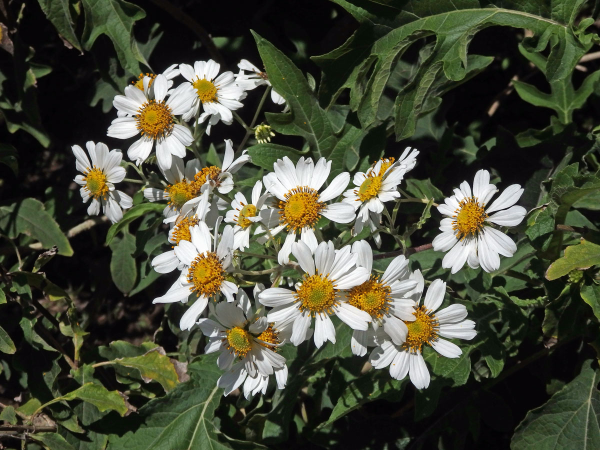 Montanoa bipinnatifida (Kunth) C. Koch