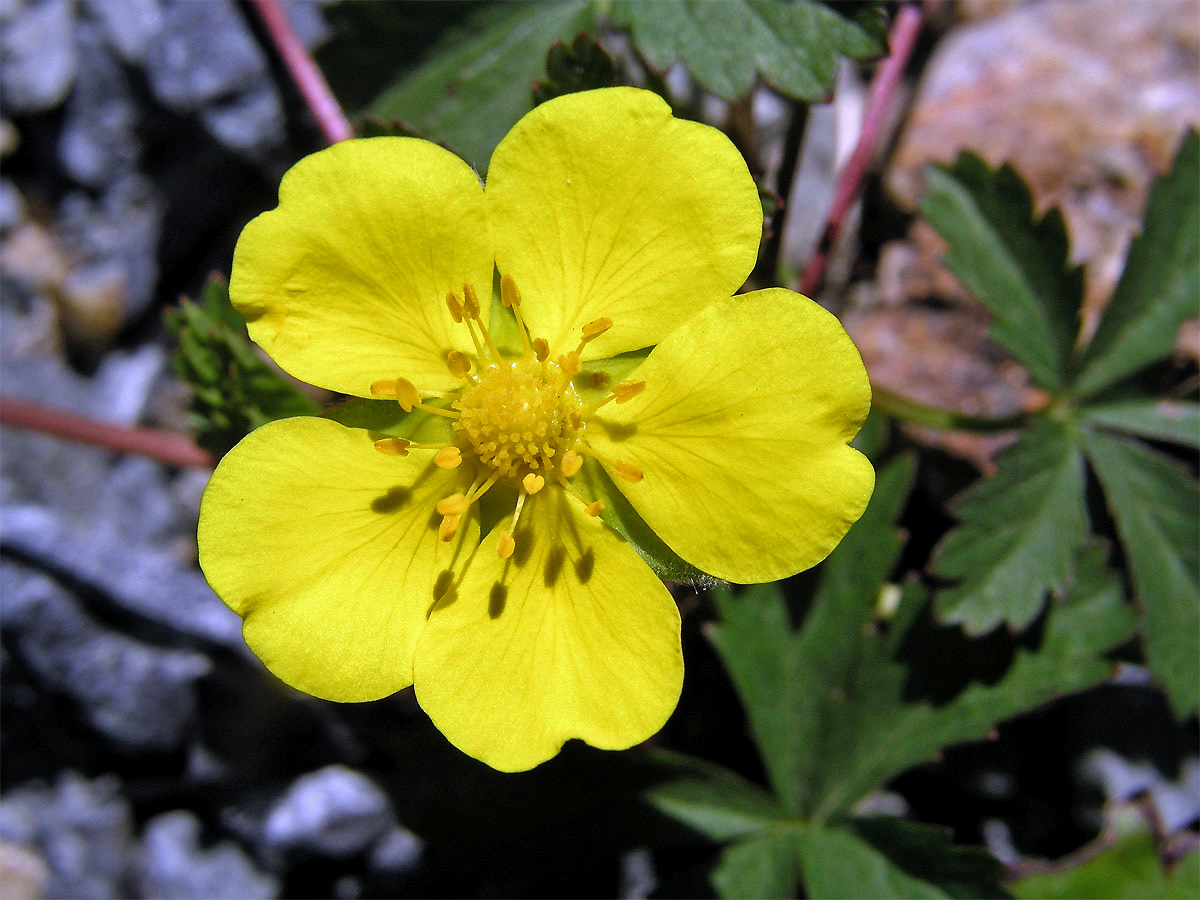 Mochna plazivá (Potentilla reptans L.)